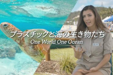 【ウミガメが死んでいく】One World One Ocean ~プラスチックと海の生き物たち~ [4K]