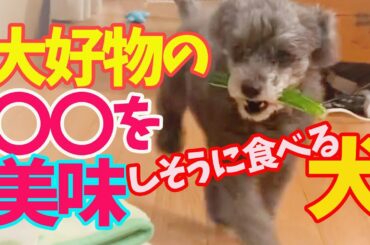 【犬動画】大好物の白菜とキュウリを食べる犬がかわいい  The dog that eats his favorite food is cute