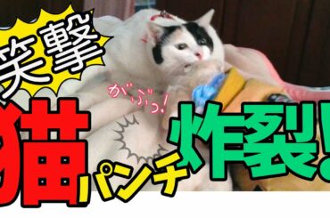 【猫VS犬】必殺の猫パンチが決まったら大爆笑だった！