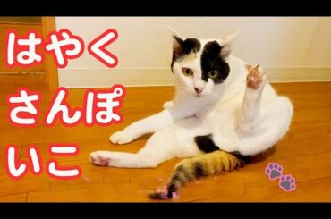 【かわいい猫】猫に散歩をせがまれた　[Cat walk] At midnight, I tried to be slaughtered by a cat