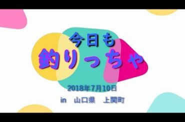 上関大橋の下でブラクリ。ベラが数匹。