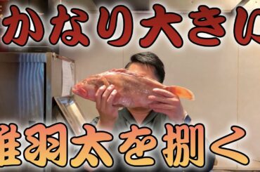 【捌く！】かなり大きいキジハタ（アコウ）を捌く！