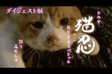猫萌えショット満載！映画『猫忍』スペシャル映像