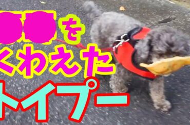 ［おもしろ犬］〇〇くわえたワンちゃんと散歩行ったよ！［トイプードル］Snack pig I went for a walk with a dog that keeps my ears