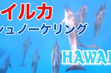 ハワイ島でイルカと泳ぐ！感動！アラフィフ夫婦の夢。イルカの大群と出会う！