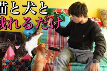 【猫と犬】おかか達と戯れるだけの動画です