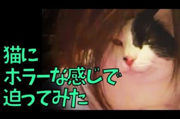 【恐怖】ネコにホラーな感じで迫ってみた！【爆笑？】[Fear] I approached the cat with a horror feeling! [Laughter? ]