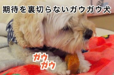 【噛み犬】大事故！唸るガウガウ犬！【おもしろ犬】[Dog's daily life] A ferocious dog that groans at snack time