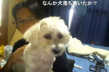 【鮫島】可愛い犬を紹介する 2020/09/22