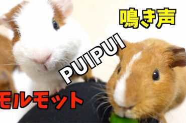 【モルモット】鳴き声の種類　PUIPUIモルカーみたいな鳴き声