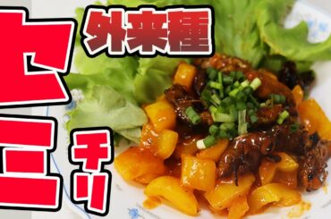 【タケオオツクツク】竹林に住む外来種ゼミを中華料理で美味しく料理しました！！【セミチリ】cicada;Platylomia pieli in chili sauce