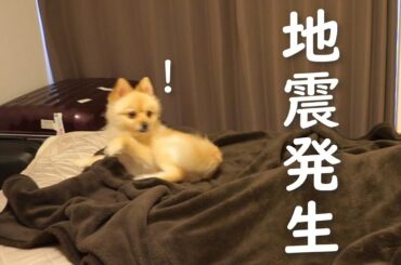 【地震】ビビりの犬が緊急地震速報を聞いた時の反応がこちらです【千葉県沖】