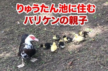 りゅうたん池に住むバリケンの親子！雛はヒヨコみたいにピヨピヨ♬