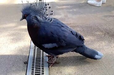 青い羽根と赤い目の鳩 ー オウギバト