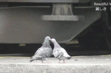 青い電気機関車の前で ラブラブの2羽の鳩さん!  JR貨物塩尻機関区篠ノ井派出 2018.5.28 光panasd 878