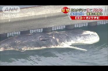 「船と思った」　巨大クジラが港に・・・爆発の危険も(15/09/25)