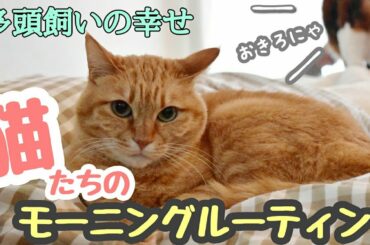 【多頭飼い】朝の猫たちはいつもこんな行動を取ります