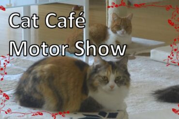 Cat Cafe and Motor Show - Travel Vlog 24 (Japan)