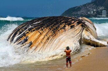 世界で最も巨大な海の生き物7選