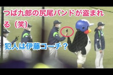 つば九郎、伊藤智仁コーチに尻尾バンドを盗まれる（笑）