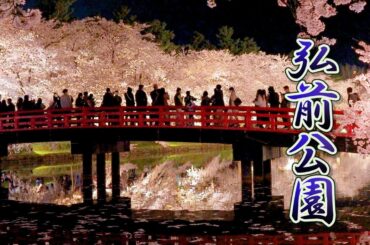 【Cherry blossoms】Hirosaki Park  (Hirosaki Castle) 2021. 日本三大桜の名所  #4K​​​ #弘前公園​​ #桜​