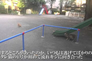 【公園猫戦争】茶トラ猫3号の失踪の後、夏の空に虹が架かる　The missing stray cat and the rainbow