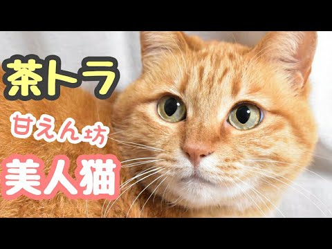 美人猫 茶トラ猫って こんなに可愛い 次女ななみ Tkhunt