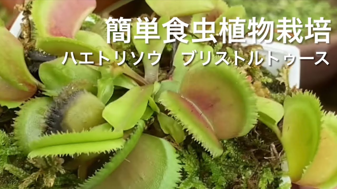 誰でも簡単に楽しめる食虫植物栽培 変異種 ハエトリソウ ブリストルトゥース Tkhunt