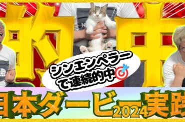 日本ダービー2024実践【的中🎯】本命“シンエンペラー“皐月賞に続いて！また的中！！我が家の猫はプロの予想家です。ダノンデサイル…おめでとう…