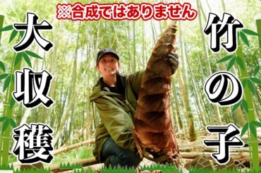 【静岡】好きすぎて掘るところから始めました【たけのこ掘り】