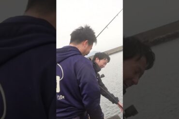 魚もビックリ 高級魚がこんな釣られ方するなんて #かぶせ釣り #堤防釣り