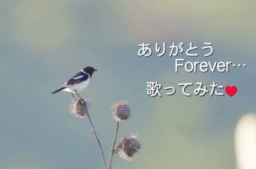 【しらたま歌ってみた】ありがとうForever… / 西内まりや