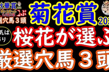 菊花賞2024桜花が選ぶ厳選穴馬３頭！長距離戦は紛れも多くなりどの馬にもチャンス到来！京都コース特有の３コーナー下り坂を利用できることで息を吹き返す馬がいることに着目！