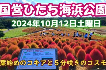 【茨城ツアー】ひたち海浜公園のコキアは5分咲きです☆2024年秋 10月12日